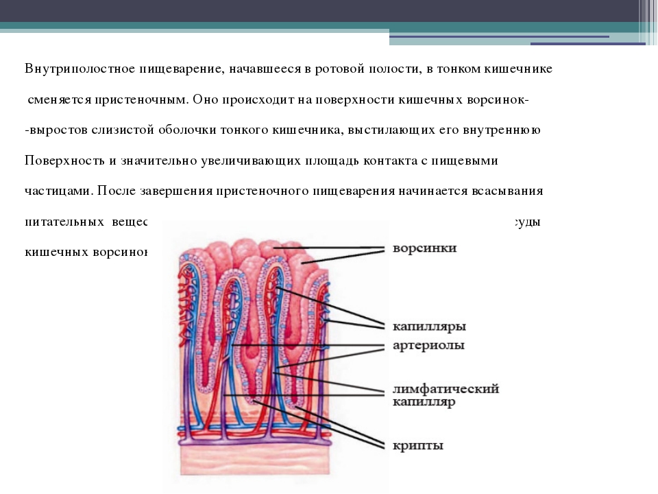 Выберите три верно обозначенные подписи к рисунку на котором изображено строение кишечных ворсинок