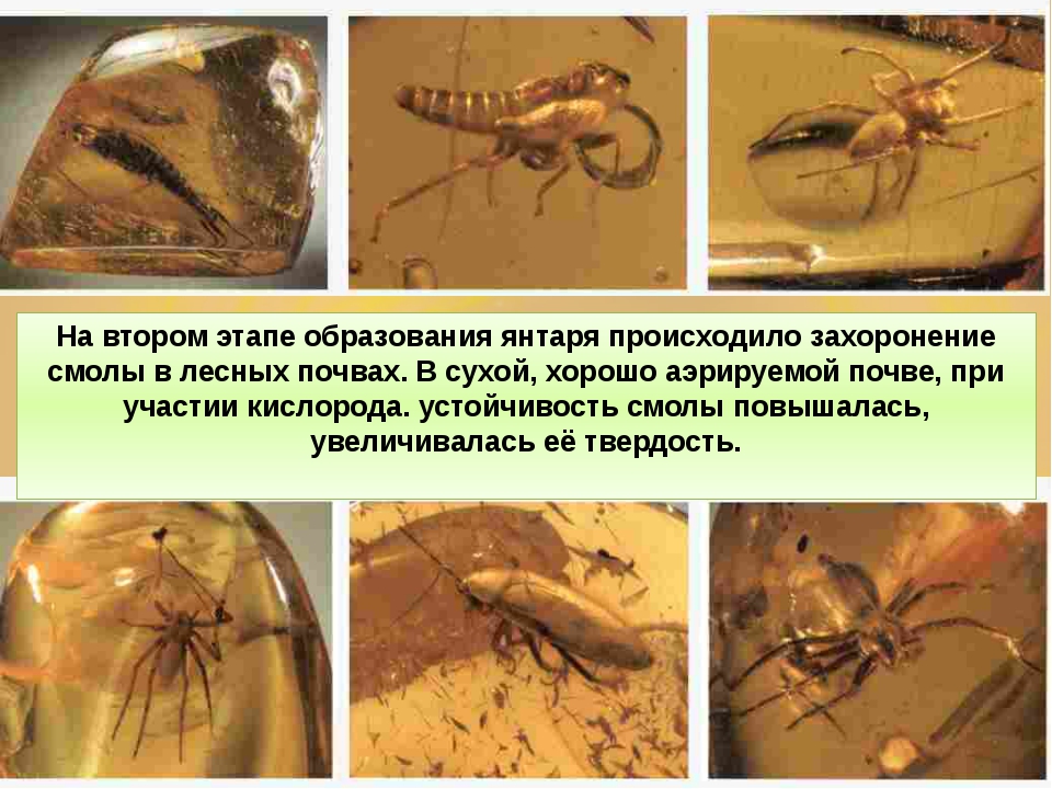 Откуда в янтаре насекомое схема процесса