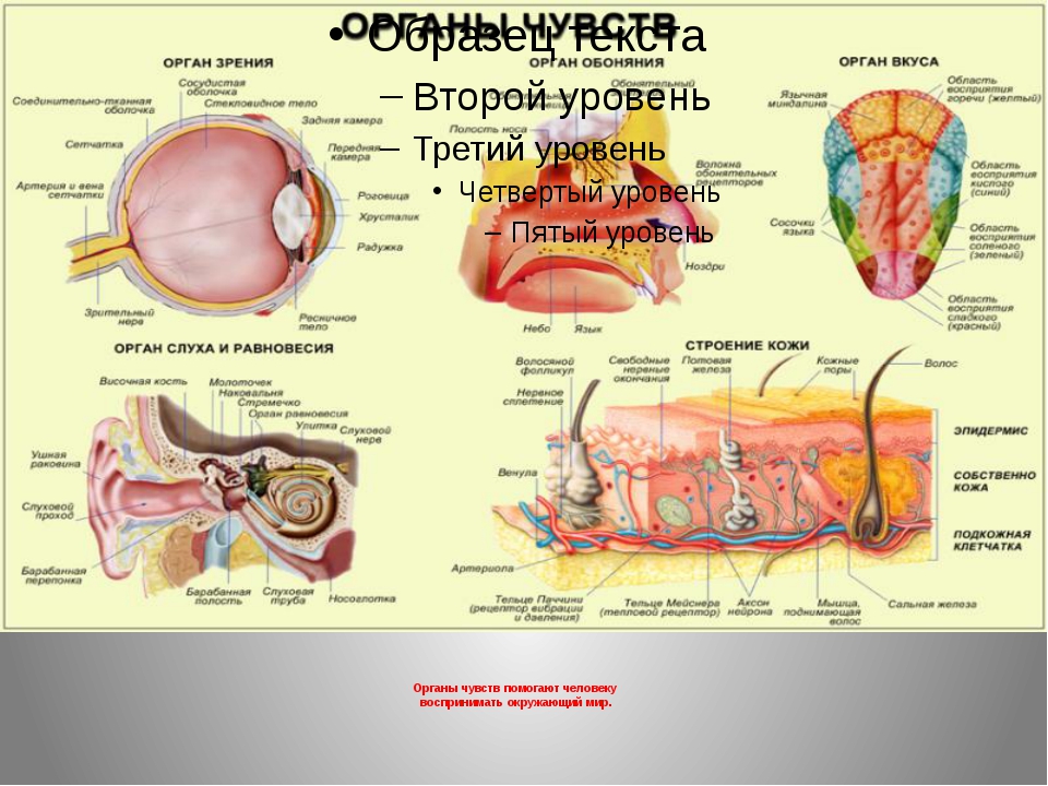 Органы чувств презентация 8 класс