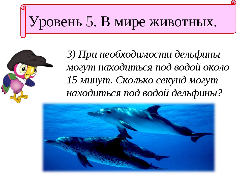 Конспект урока про дельфинов. Загадка про дельфина