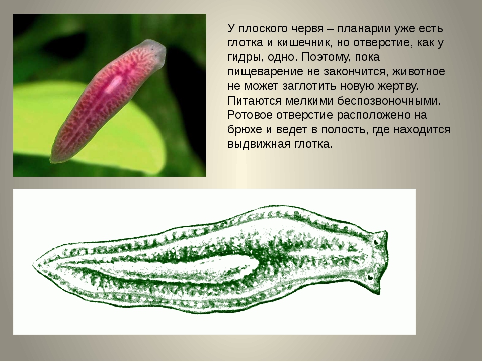 Тип плоские черви примеры животных. Реснитчатые черви планария. Ресничные черви планария. Плоский червь планария. Червь белая планария.