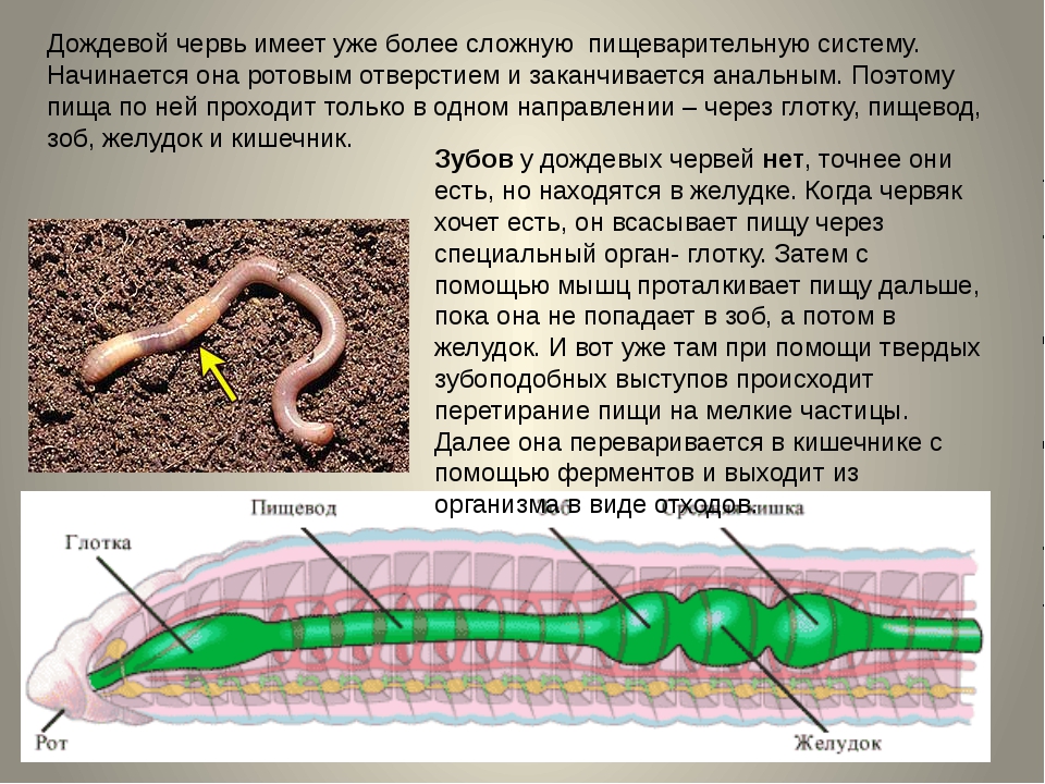 Роль червей. Описание дождевого червя. Дождевой червяк описание.