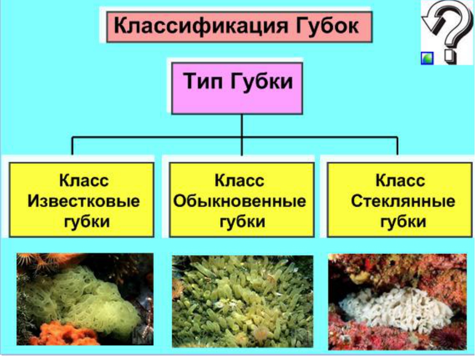 Как сделать проект по биологии 7 класс