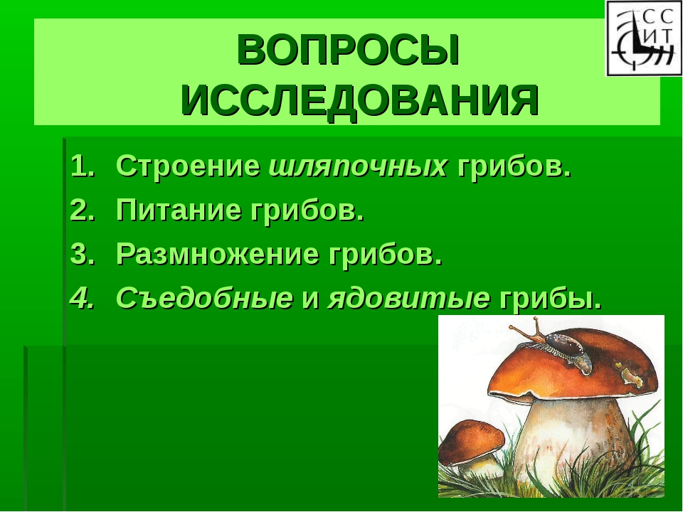 Грибы вопросы ответами. Царство грибов Шляпочные. Питание шляпочных грибов. Питание и строение грибов. Как питаются Шляпочные грибы.