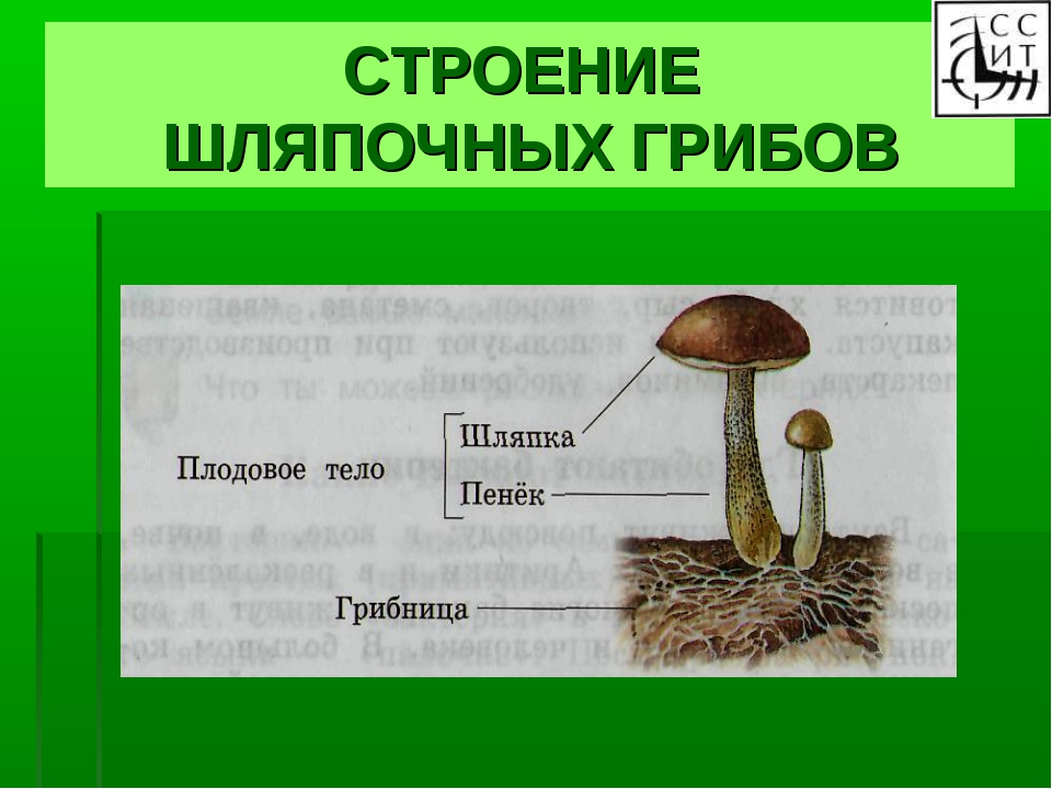 Строение шляпочного гриба. Строение шляпочных грибов. Внешнее строение шляпочного гриба. Окружающий мир строение гриба.
