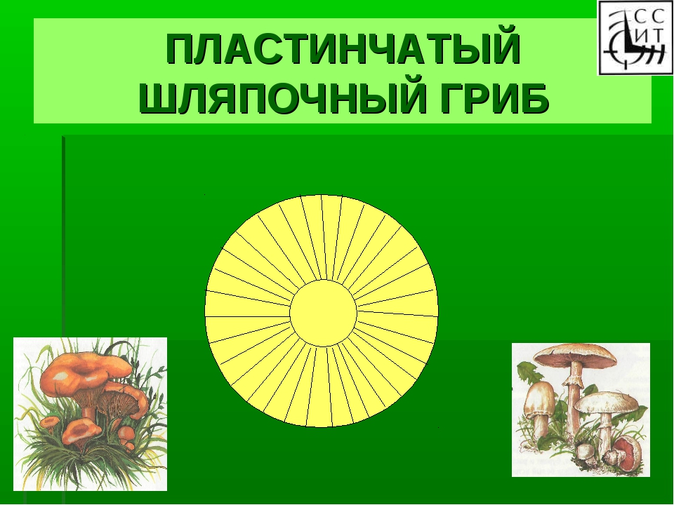 В царстве грибов презентация 3 класс окружающий мир плешаков
