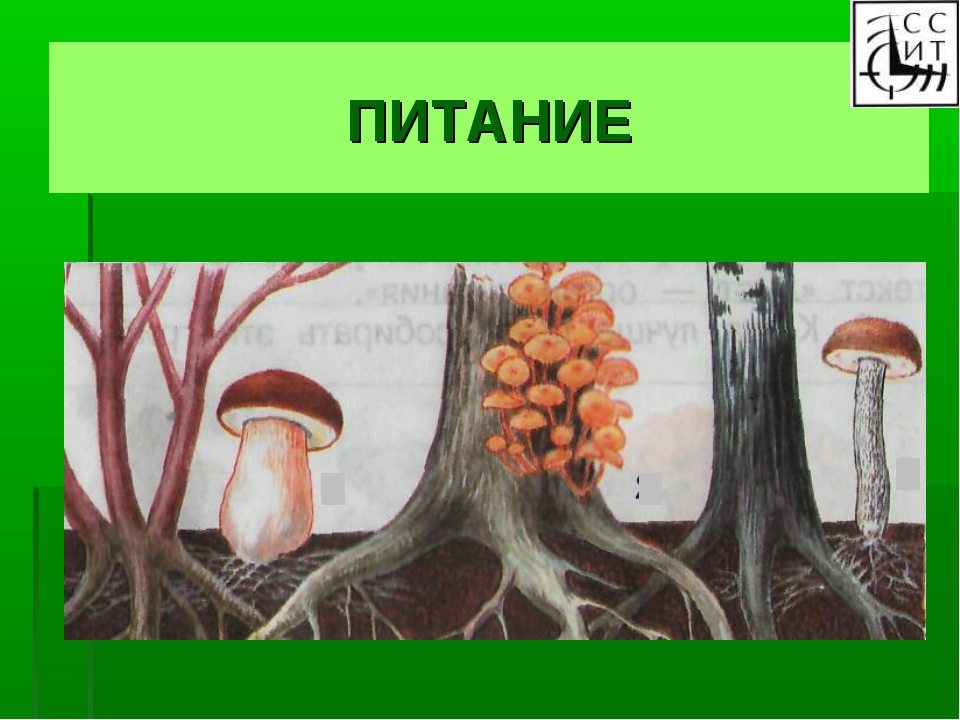 Грибы презентация 3 класс. В царстве грибов Плешаков. Царство грибов 3 класс. Окружающий мир в царстве грибов тема. Окружающий мир 3 класс тема грибы.