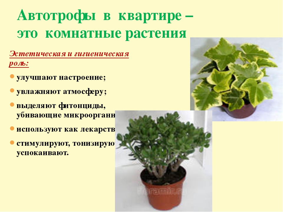 Практическая работа по биологии комнатные растения. Проект по биологии комнатные растения. Свойства растений. Свойства растений в интерьере.