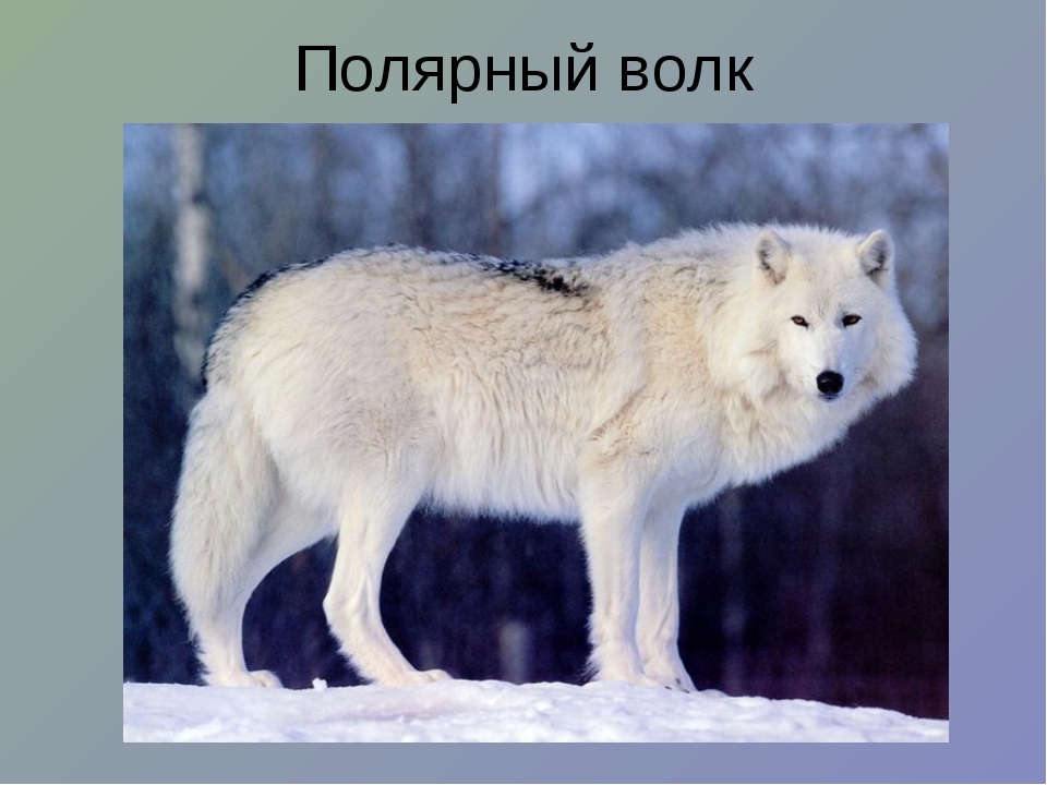 Полярный волк где находится на карте. Животные тундры Полярный волк. Сибирский Тундровый волк. Полярный волк в тундре. Тундровые волки Канады.