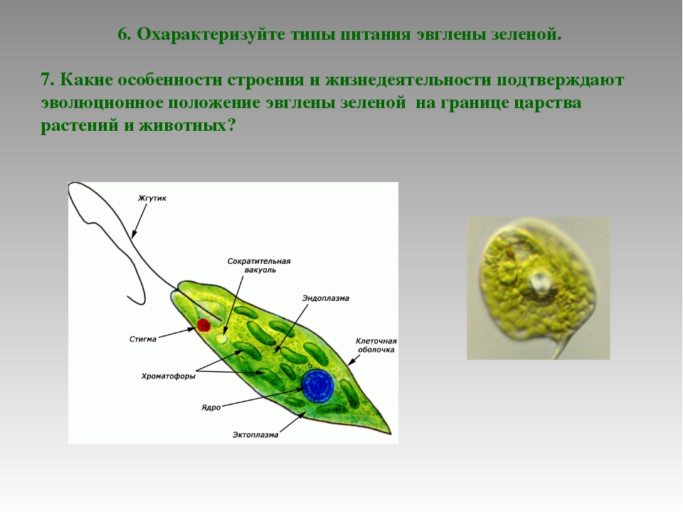 Какой органоид у эвглены зеленой