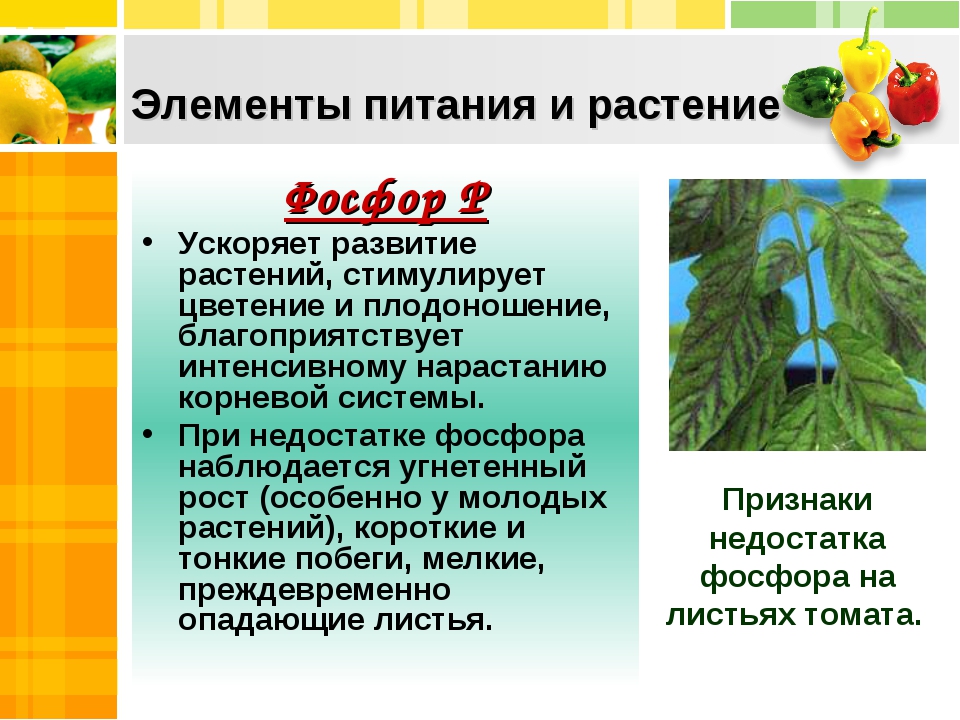 Роль элементов в растениях. Значения фосфата для растений. Фосфор для растений значение. Фосфора в питании растений. Влияние фосфорных удобрений на растения.