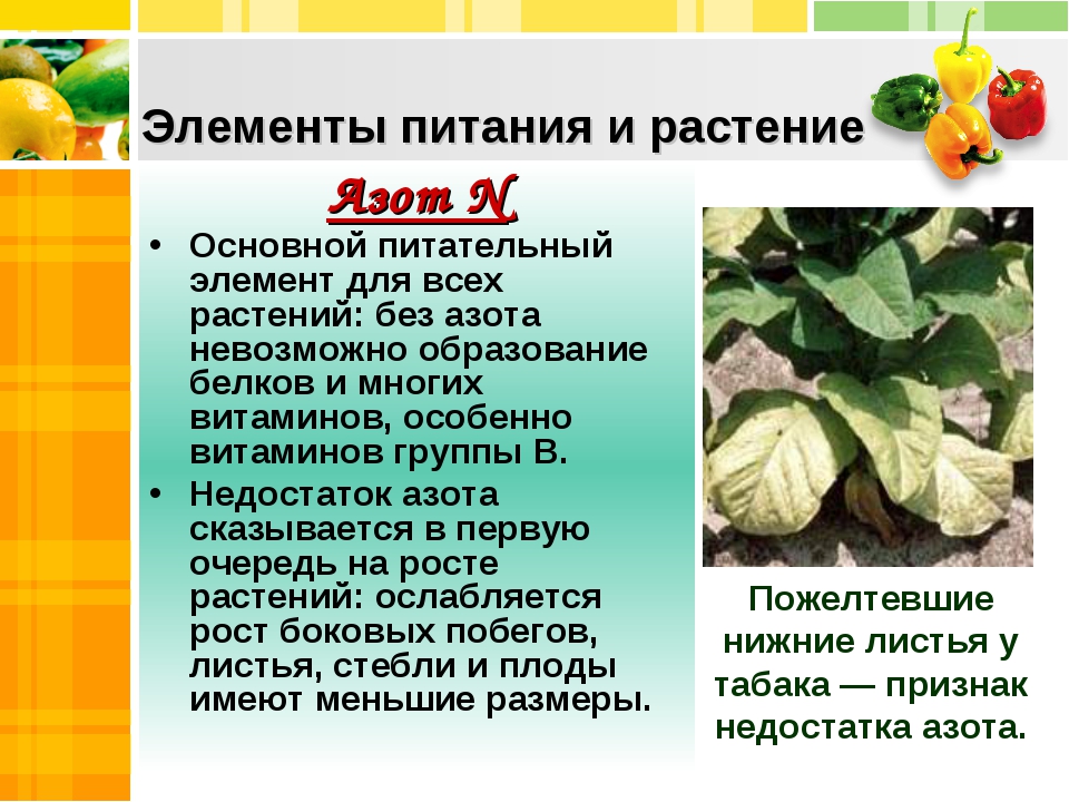 Какого значение культурных растений в жизни человека. Азот для растений. Роль азота в жизни растений. Элементы растений. Элементы питания растений.