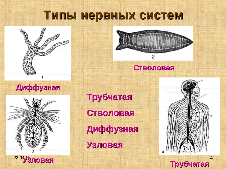 Диффузно узловая трубчатой нервной системы. Типы нервной системы диффузная Узловая трубчатая. Трубчатая нервная система у животных. Нервная система узлового типа. Нервная система диффузного типа.