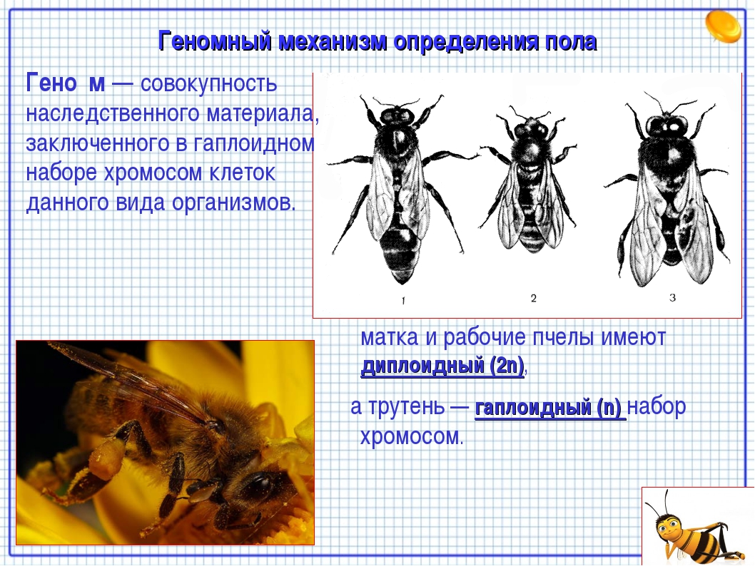 Набор хромосом у пчел. Геномный механизм определения пола. Хромосомный Тип определения пола у пчел. Хромосомный набор рабочих пчел.