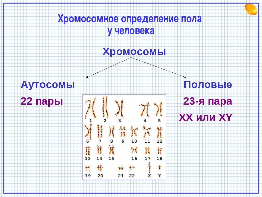 Все хромосомы кроме половых. Кариотип человека 22 аутосомы. Как определить пол человека по хромосомам. Набор хромосом у человека. Хромосомное определение пола у человека схема.