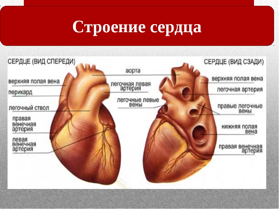 Строение органа сердце. Сердце человека биология 8 класс. Внешнее строение сердца человека. Строение сердца человека 8 класс биология. Схема сердца человека биология 8 класс.