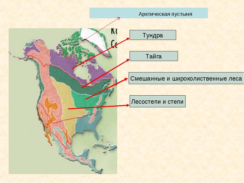 Природная зональность северной америки. Природные зоны Северной Америки. Природные щоны Северной Америк. Карта природных зон Северной Америки. Расположение природных зон Северной Америки.