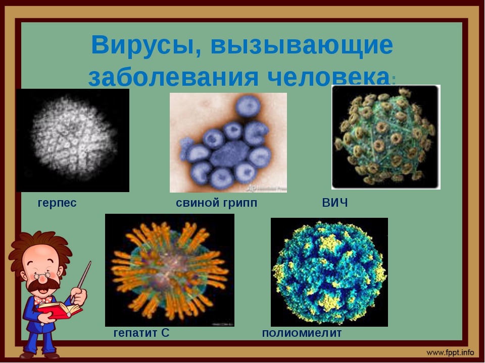 Какие есть вирусы. Вирусы различных заболеваний. Вирусы вызывающие заболевания человека. Вирусы и вызываемые ими заболевания человека.