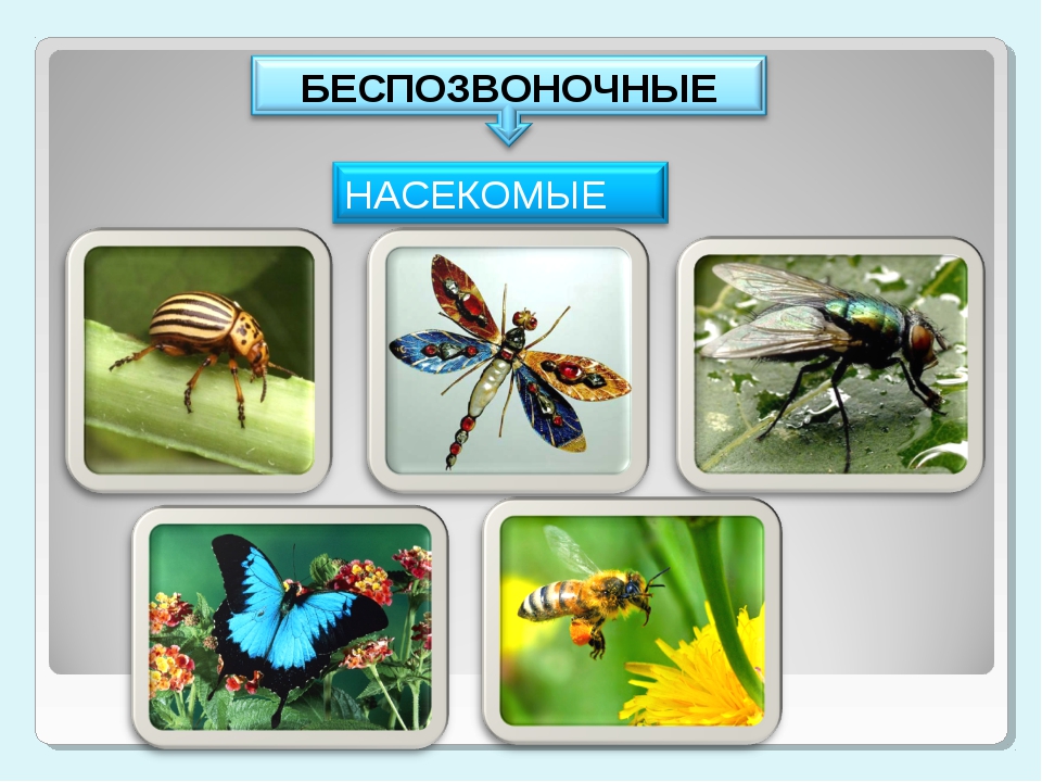 Разнообразие насекомых. Беспозвоночные животные насекомые. Группа животных насекомые. Животные класс насекомые.