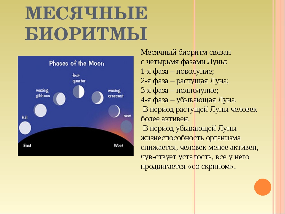 Продолжительность дня луны. Месячные биоритмы. Месячные циклы биоритмов. Лунные ритмы у человека. Месячный ритм человека.