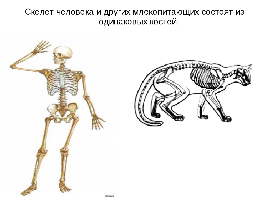 Скелет человека и животных. Различия скелетов человека и животных. Сходство человека с млекопитающими.