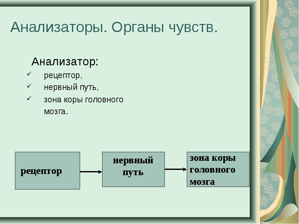 Анализаторы презентация урок