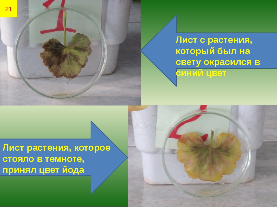 Экспериментатор изучал влияние условий выращивания. Эксперимент с листьями и йодом. Опыты с листьями. Опыты с листьями растений. Опыты по фотосинтезу у растений.