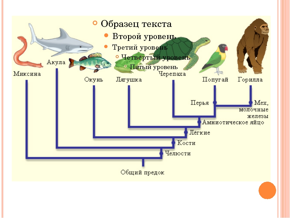 Презентация по биологии на любую тему