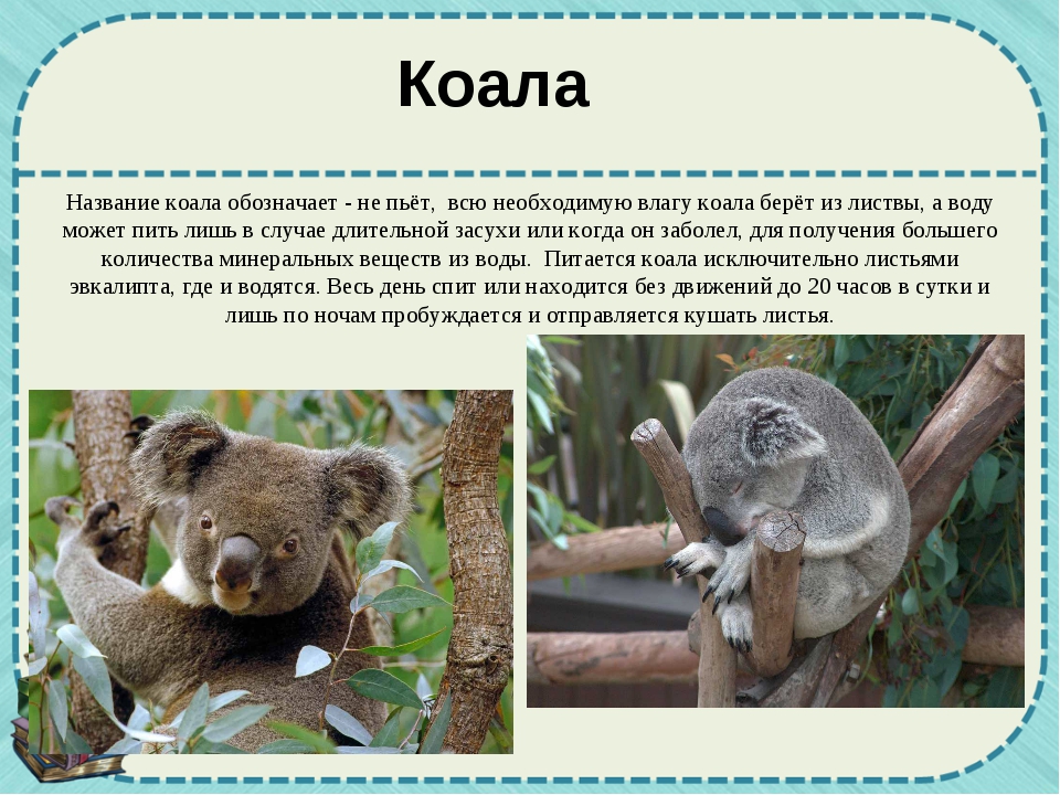 Сообщение про коалу. Коала интересное для детей. Описание австралийских животных. Необычные животные с описанием. Информация о коале.