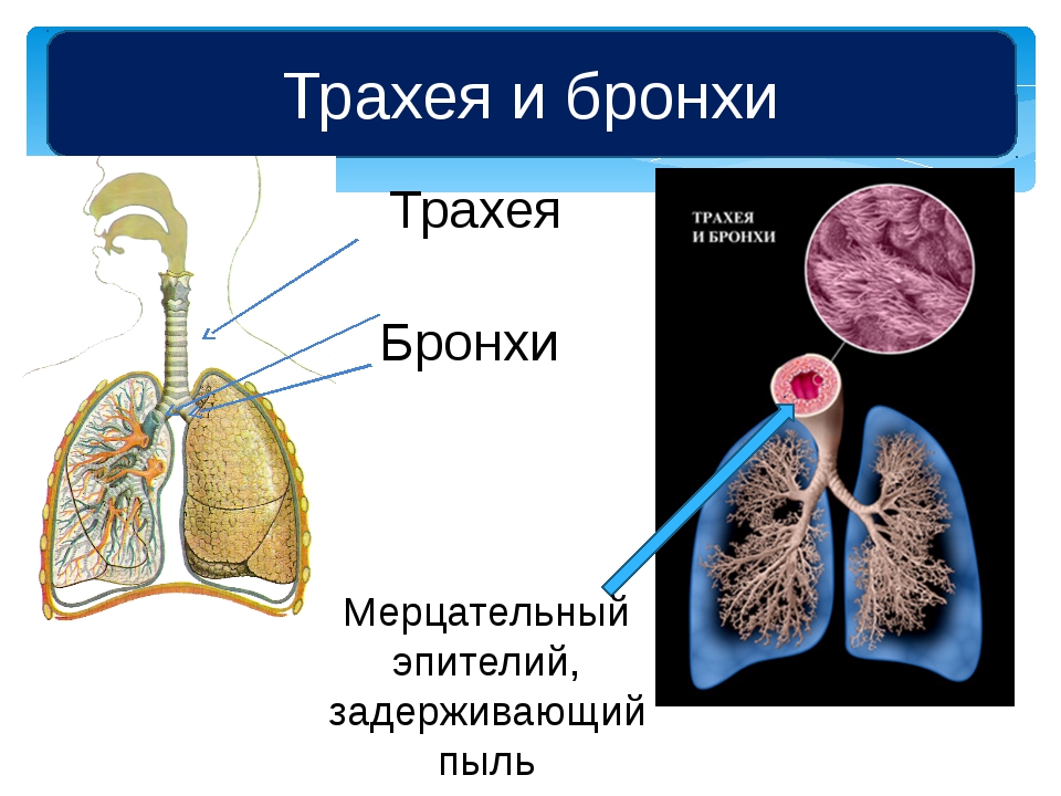 Трахея и бронхи фото