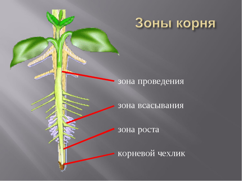 Установите последовательность роста корня. Зоны корня 6 класс биология. Строение корня. Строение зон корня биология 6 класс. Зоны корня и их значения.