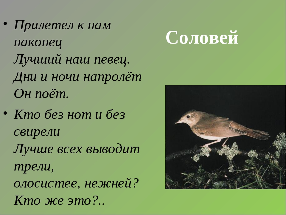 Примета соловей поет. Когда прилетают соловьи. Стыдно перед соловушкой план. Примета прилетел Соловей. Соловьи прилетают весной.