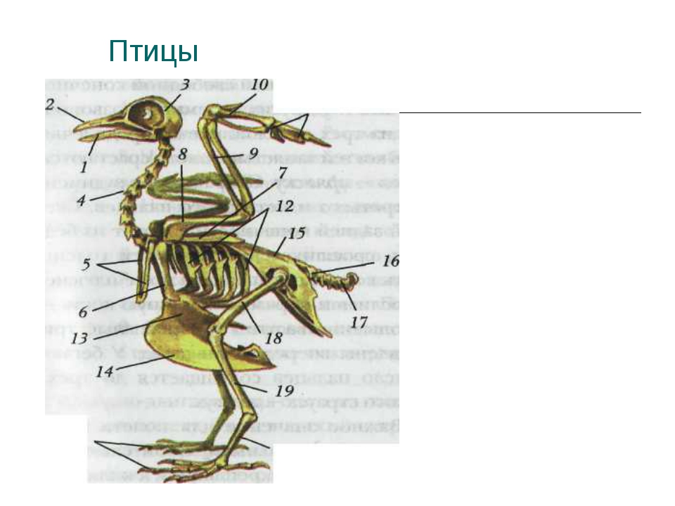 Исследование особенностей скелета птицы лабораторная работа 8. Скелет птицы биология 7 класс рисунок. Скелет птицы 7 класс. Скелет и мускулатура птиц. Асти скелета птицы.
