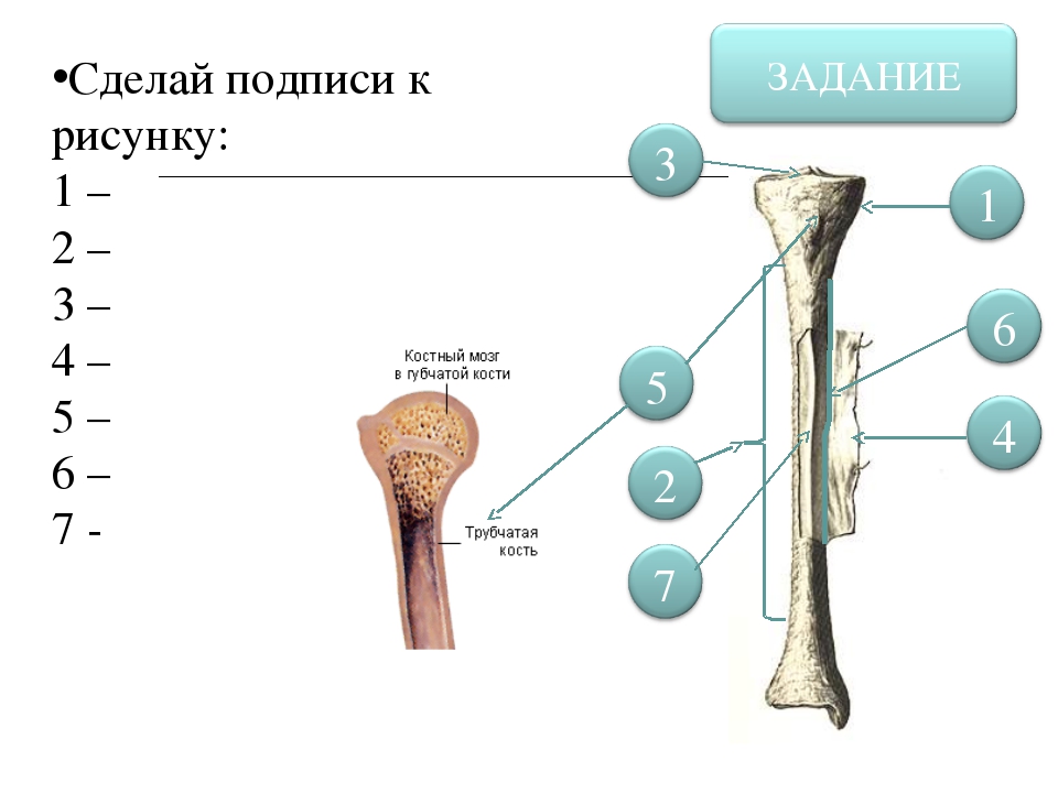 Сделай подписи к рисунку напиши как называются указанные части тела и внутренние органы человека