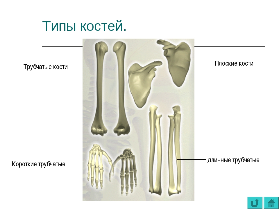 Плоские кости скелета человека. Длинные трубчатые кости короткие трубчатые кости:. Короткие трубчатые кости строение. Длинная трубчатая кость человека. Длинные трубчатые кости скелета.