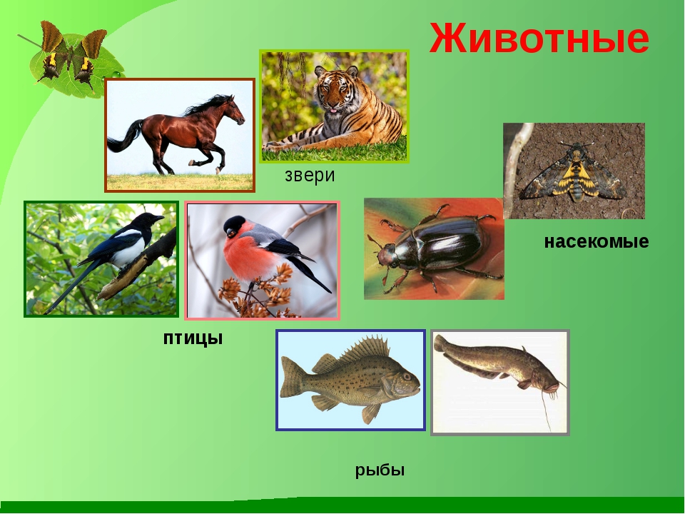 Привести пример животных каждой группы. Животные птицы насекомые. Птицы звери насекомые. Животные, птицы и рыбы. Насекомые рыбы птицы звери.