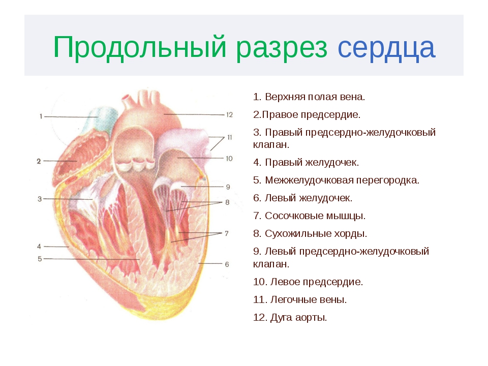 Сердце верхнее. Сердце продольный разрез вид спереди. Схема строения сердца продольный разрез. Строение правого предсердия анатомия.