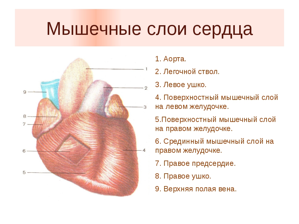 Слои предсердия. Строение мышечного слоя сердца. Мышцы сердца анатомия. Стенки сердца. Стенки сердца человека.
