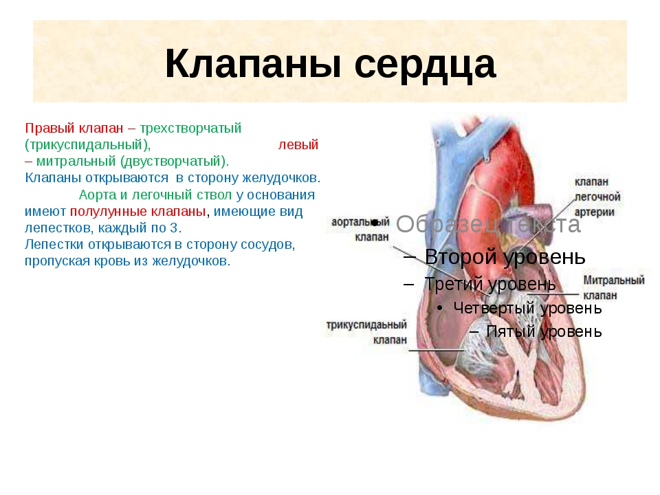 Расположение клапанов сердца человека