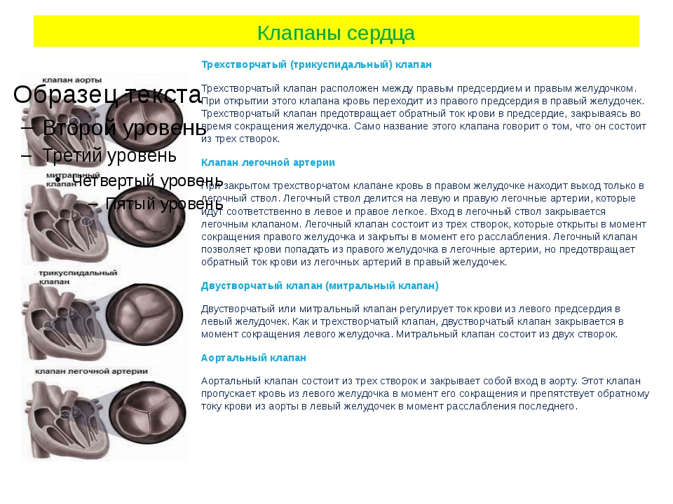 Трикуспидальный клапан 3 степени. Трехстворчатый клапан расположен. Недостаточность трехстворчатого клапана. Атрезия трехстворчатого клапана. Трехстворчатый клапан сосочки.