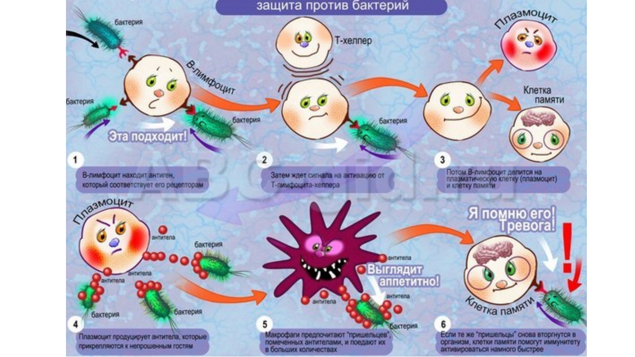 Бактерии в вакцине. Рисунок на тему иммунитет. Нарисовать плакат на тему иммунитет. Иммунитет против бактерий. Вирусы и иммунитет.