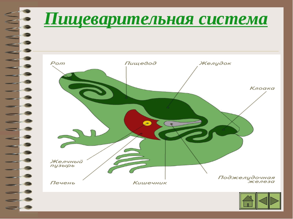 Системы органов строения земноводных