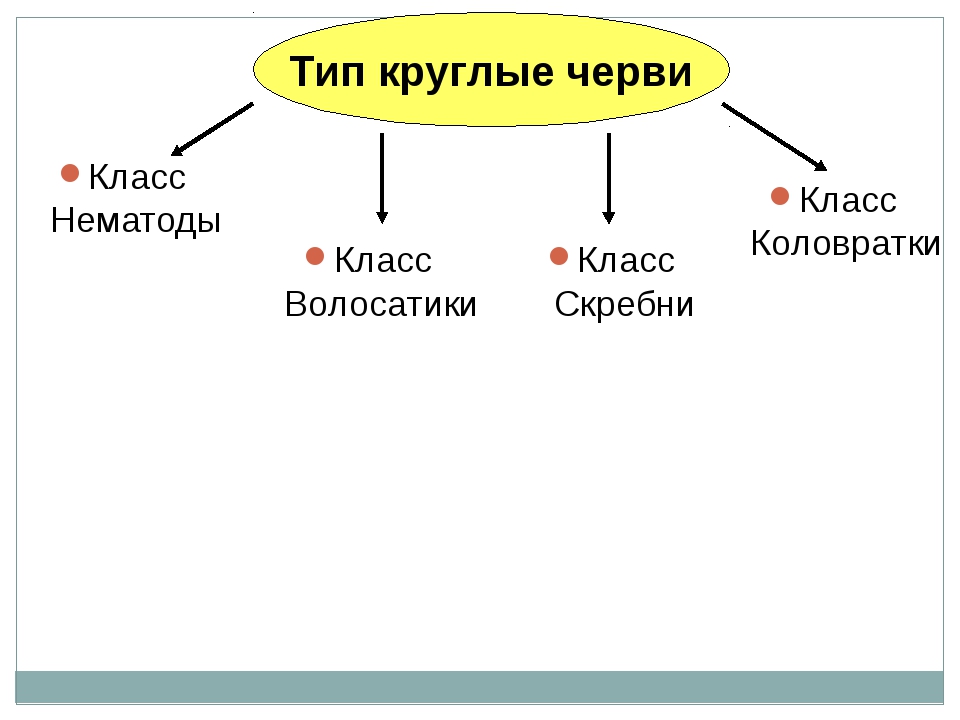 Тема тип. Круглые черви классификация. Круглые черви классификация и представители. Круглые черви систематика. Классификация круглые черви 7 класс.