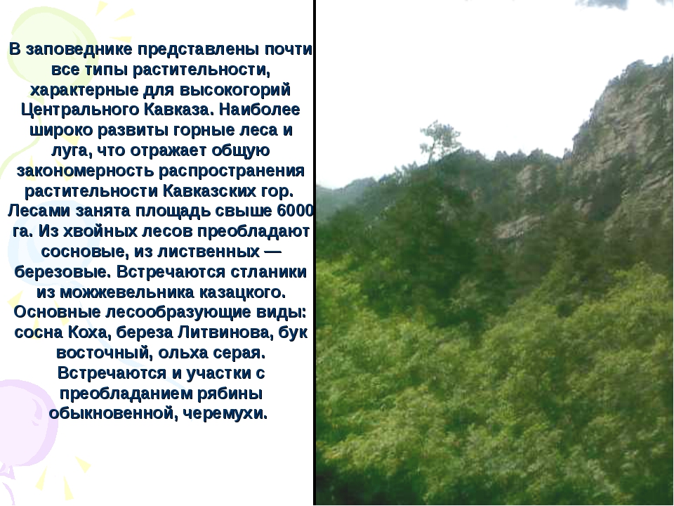 Особенности природы высокогорий 8 класс. Северо-осетинский природный заповедник. Заповедники Северной Осетии. Растительный мир Кавказа. Растительность Северо осетинского заповедника.