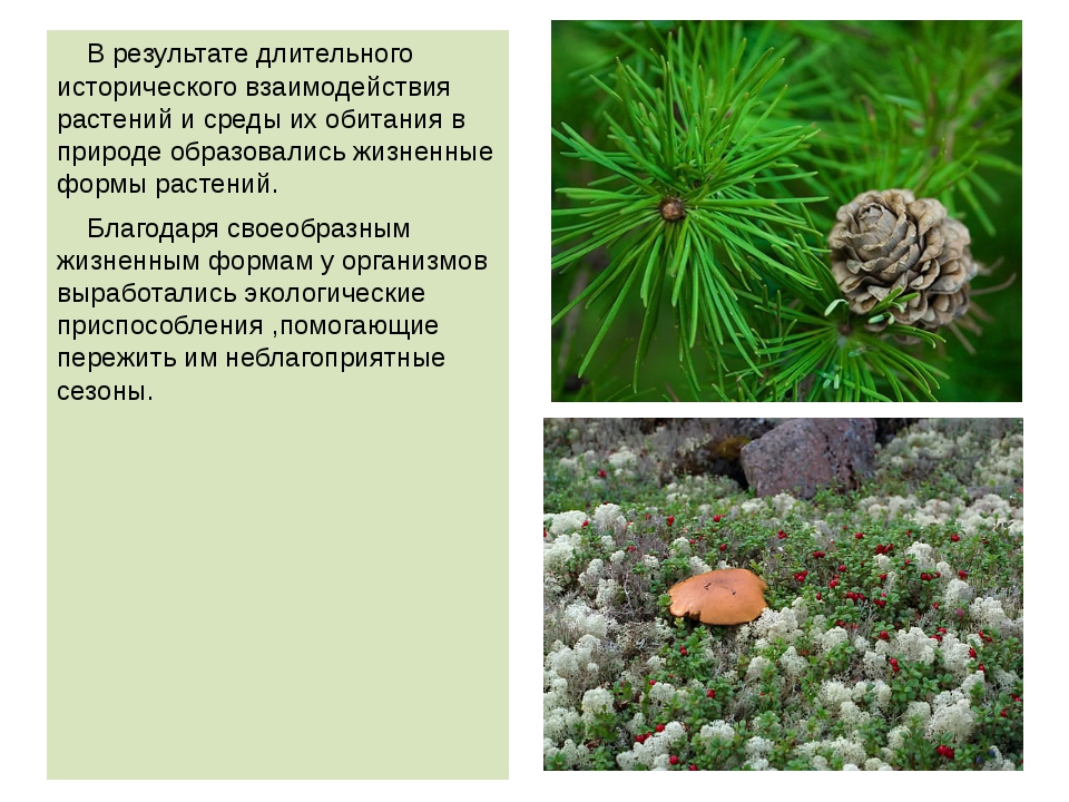 Адонис приспособление к окружающей среде. Древесные растения Мурманской области. Приспособление кипариса к окружающей среде.