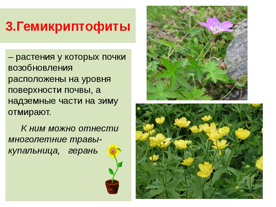 Гемикриптофиты это. Гемикриптофиты. гемикриптофиты это растения. гемикриптофиты примеры растений. терофиты это растения.