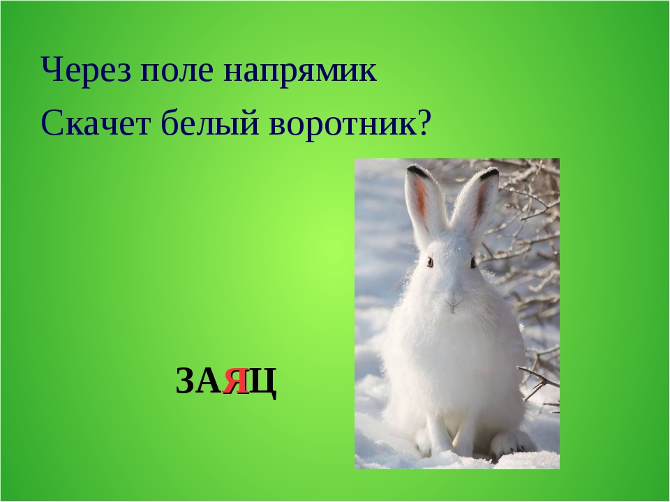 Предложения на слово зайцев. Маленькие зайки сели на лужайке. Как видит заяц. Предложение со словом заяц. Слово зайца реклама.