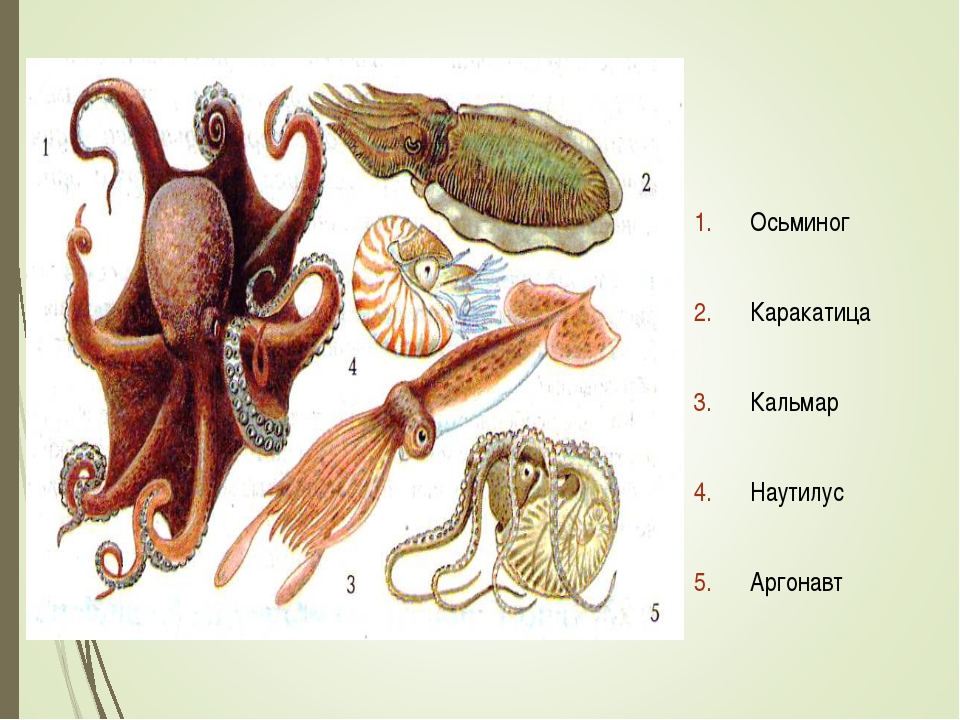 Какой тип питания характерен для каракатицы лекарственной. Кальмар осьминог каракатица. Головоногие моллюски Аргонавт. Класс головоногие осьминог. Кальмар головоногие и брюхоногие.