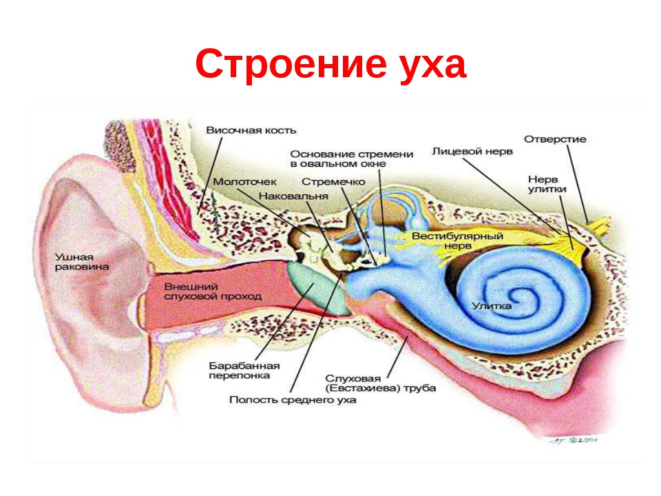 Органом слуха человека является. Строение слухового анализатора анатомия. Строение слухового анализатора 8 класс биология. Отделы слухового анализатора физиология. Части слухового анализатора Рецептор.