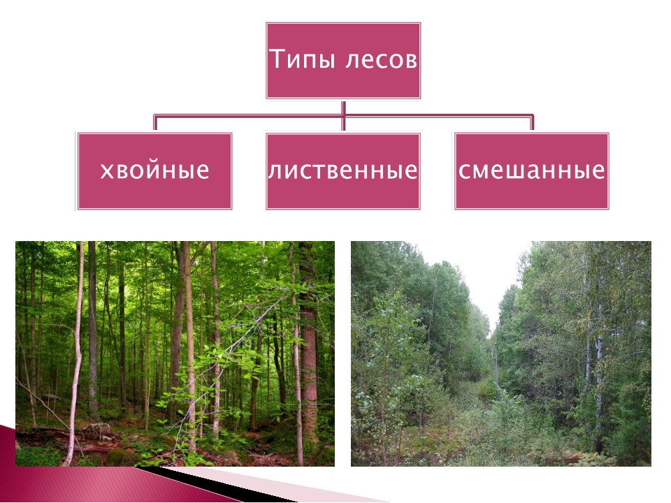 Какие виды лесов существуют. Типы лесов в России. Виды типов лесов. Лес типы лесов. Леса бывают хвойные лиственные и смешанные.